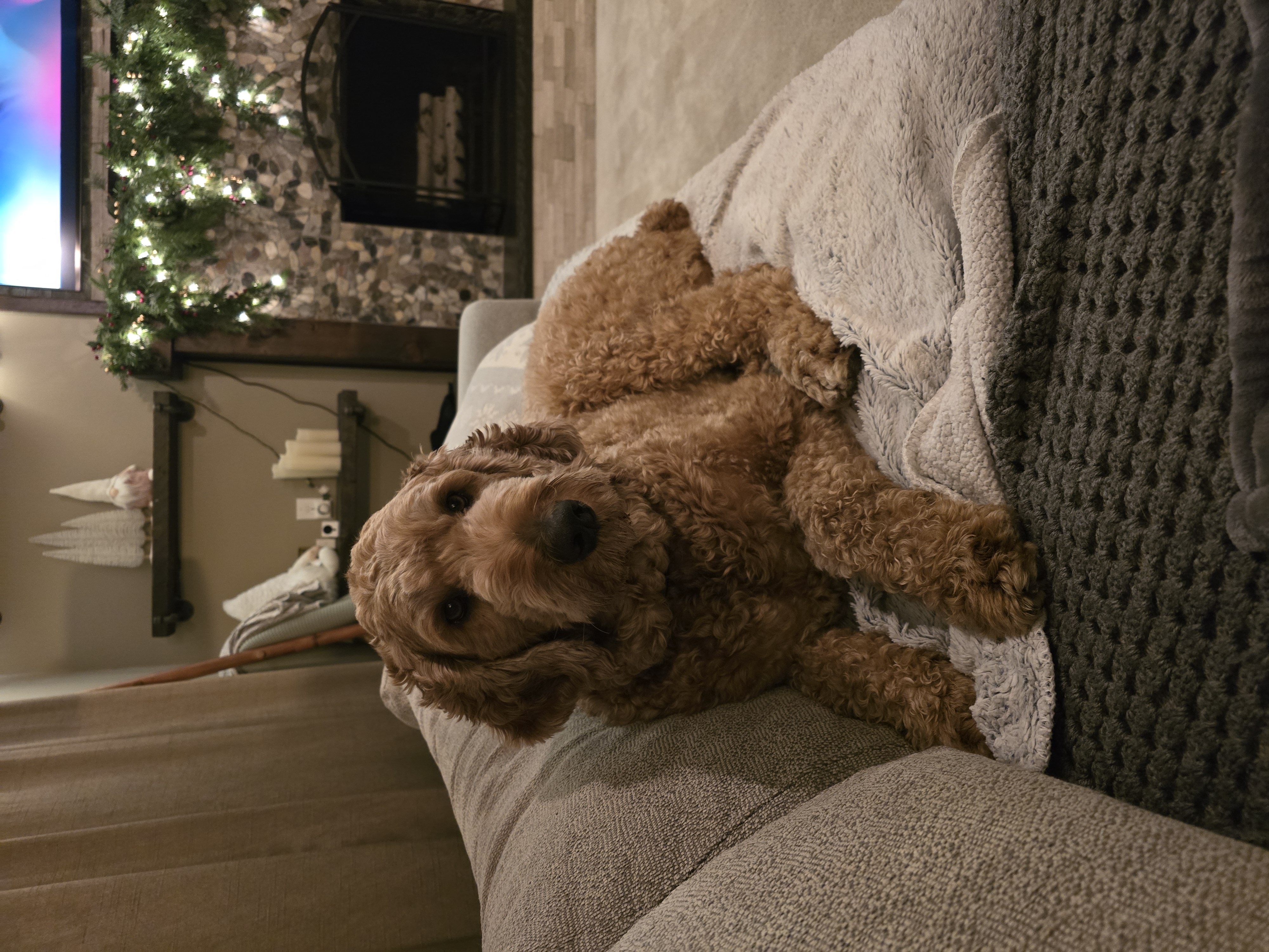 Baylor the Golden Doodle