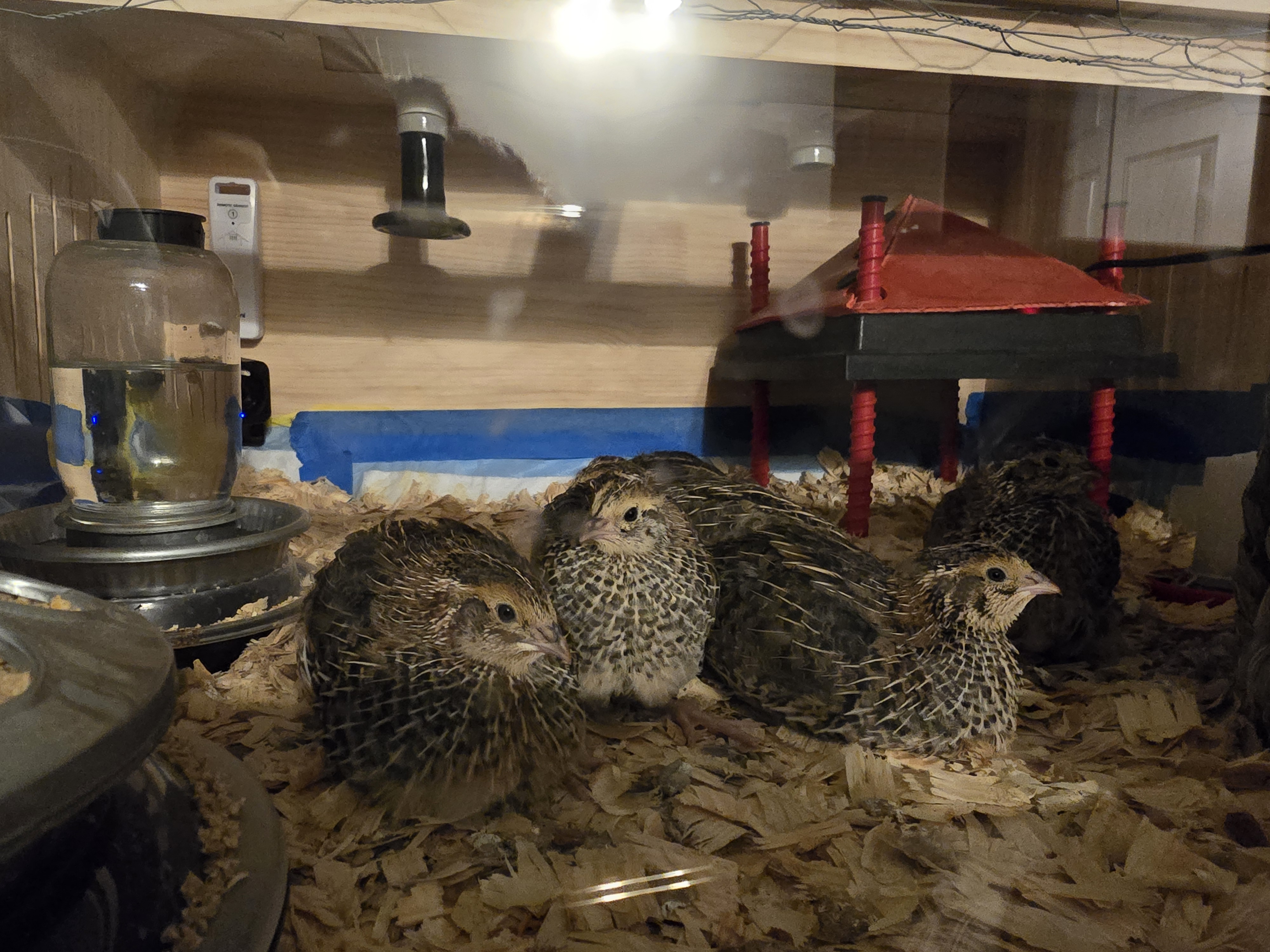 Coturnix quail flock