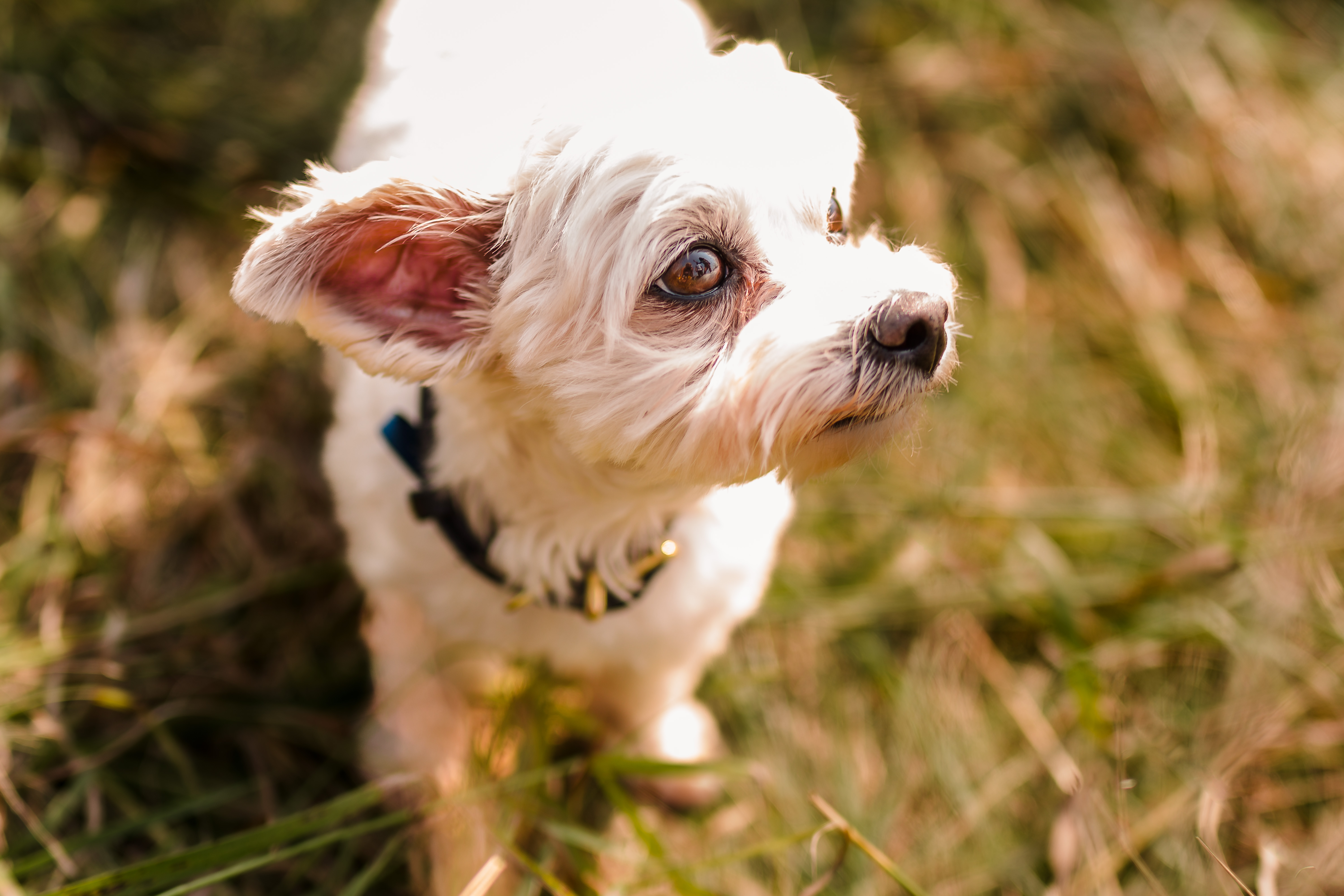 Massie the Morkie
